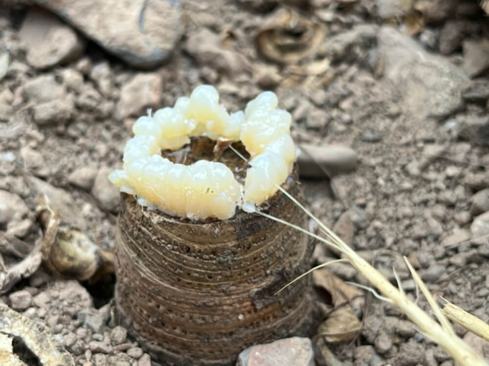 Golden ferula resin extracted from our plantations