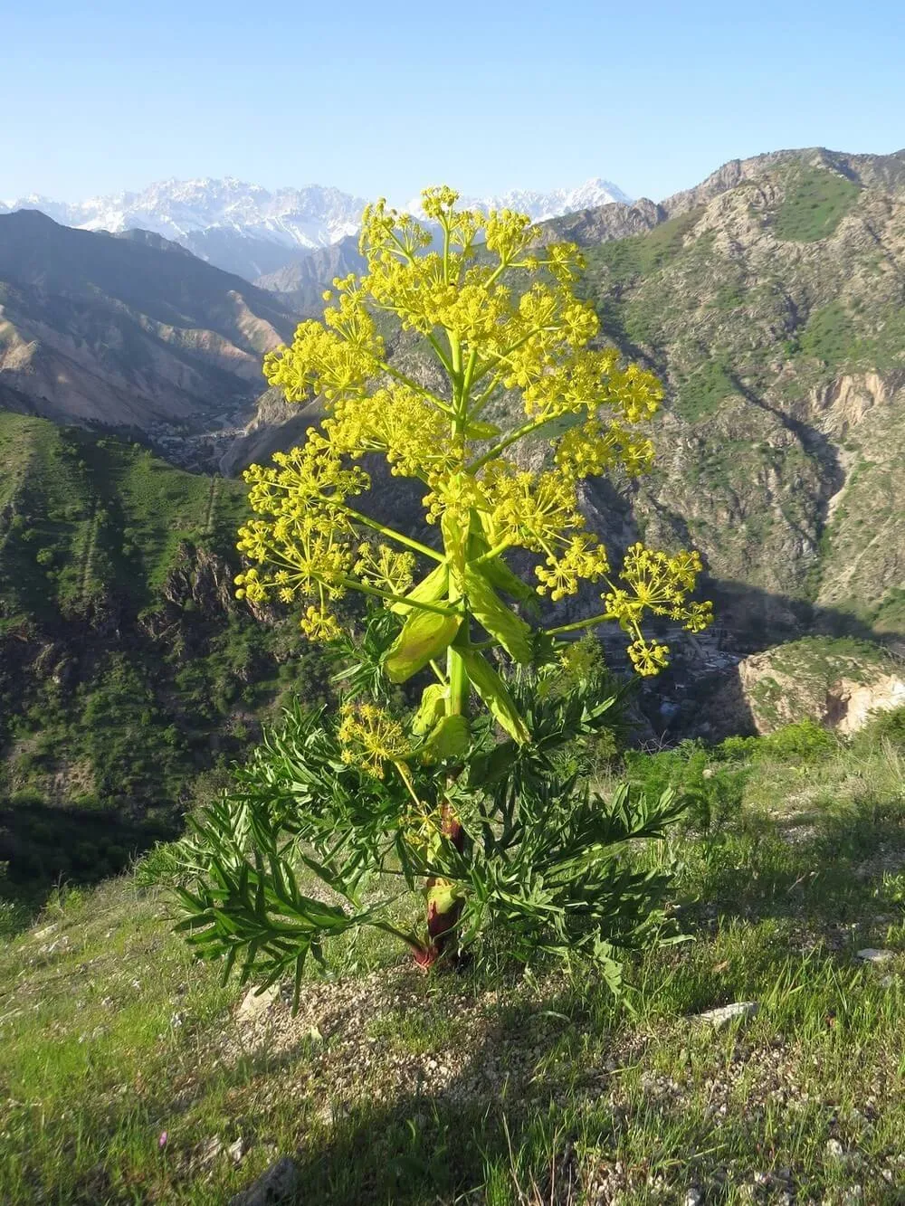 Вид ферулы Ferula tadjikorum